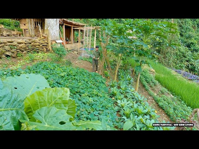 Weeding the cassava garden, Harvesting honey, repairing the water tank | Building Life | Ep.125