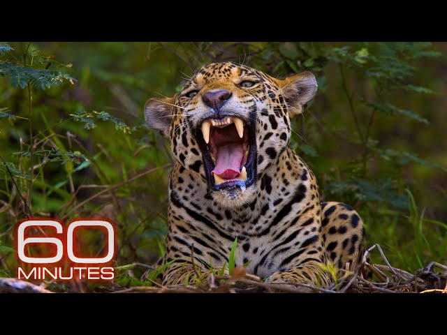 Jaguars; Elephant Orphanage; Massive Animal Migration; Back to the Wild | 60 Minutes Full Episodes
