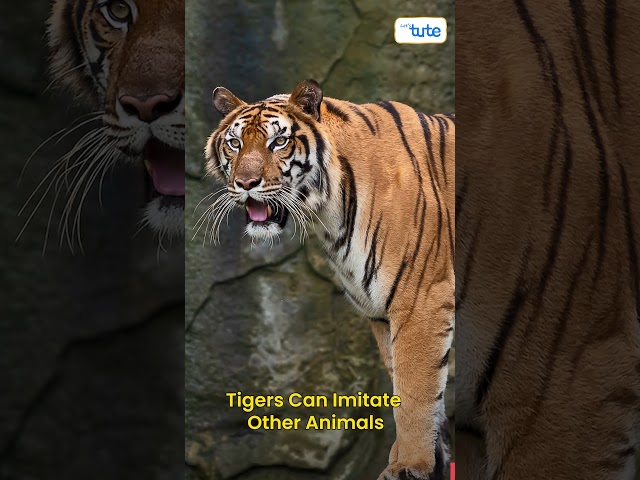 😯DID YOU KNOW? Tigers Can MIMIC Other Animals