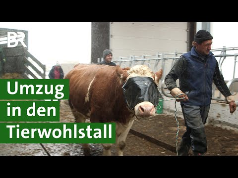 Mehr Tierwohl für Kühe: Umzug von der Anbindehaltung in den Kompostierungsstall | Unser Land | BR