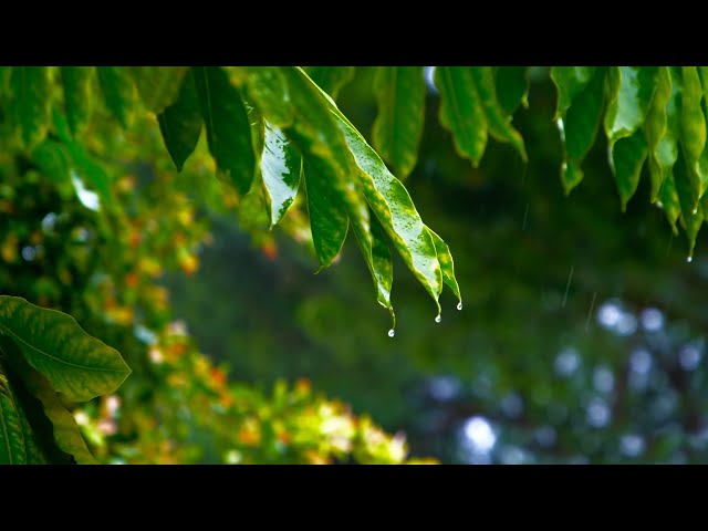 Raindrops Sounds for Sleeping or Studying 🌧️  White Noise 10 Hours