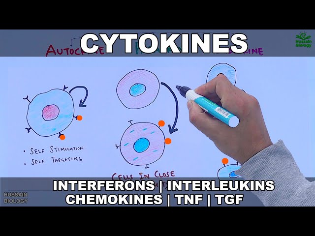Cytokines | Classification and Functions