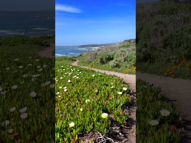 Wildflower Walk |  Roaming the Shores of Big Sur