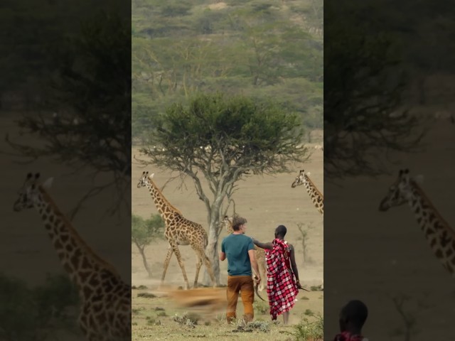 Nikolaj Meets Galloping Giraffes and Wildebeests