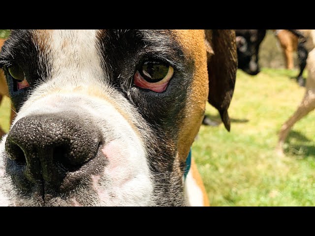 Rain, Hail or shine. Bandit the Boxer wants to stay at Day care!