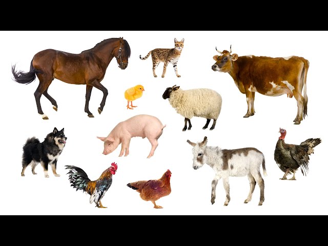 Farm animals for Kids Animal sounds Guess the farm animal