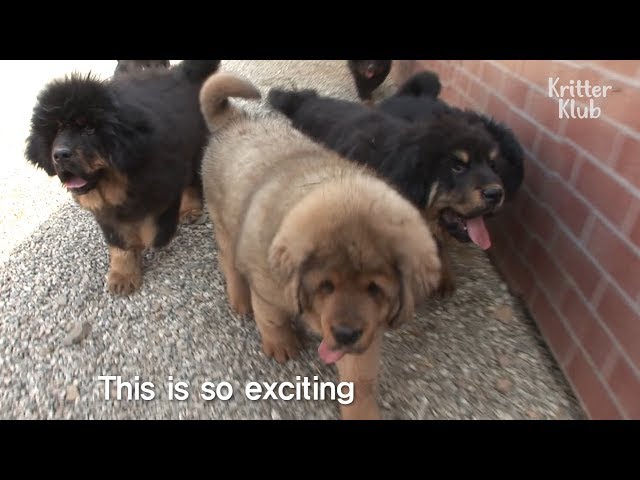 Meet Zangao Puppy, The Cutest Animal In The World | Kritter Klub