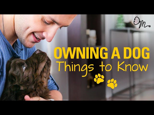 OWNING A DOG | Things to Know Before Getting a Puppy! | Doctor Mike