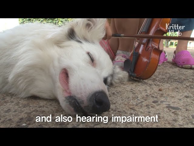 Pipi With Strange Dog Behavior Turns Out To Be Deaf | Kritter Klub
