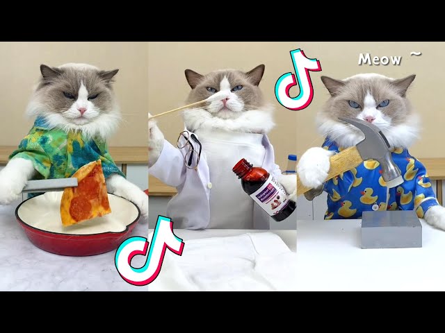 1 HOUR That Little Puff | Cats Make Food 😻 | Kitty God & Others | TikTok 2024 #77