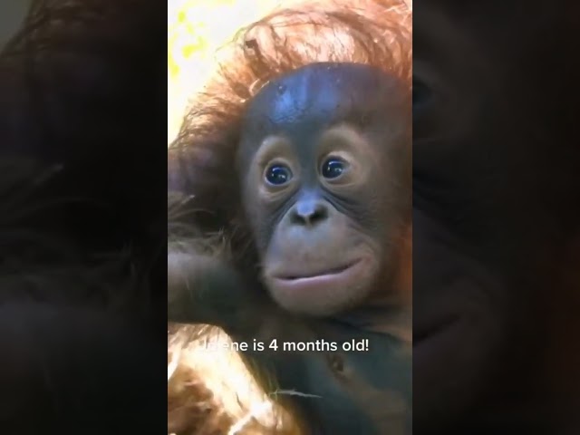 Orangutan Angel's Birth at Oregon Zoo