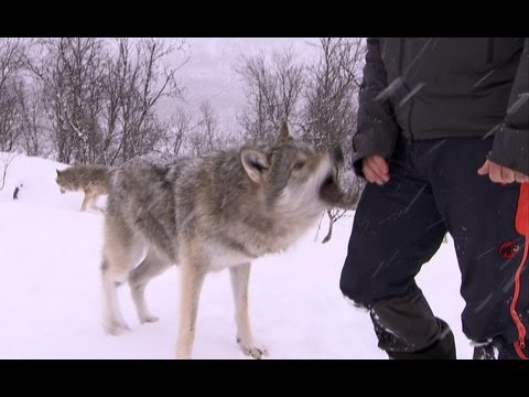 Terrifying Wolf Bites Steve | Deadly 60 | Series 2 | BBC