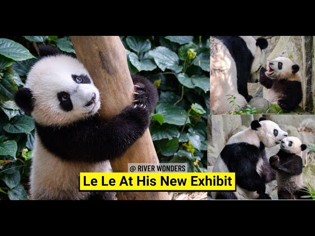 Singapore's Baby Cub Le Le Makes Debut In The Exhibit!