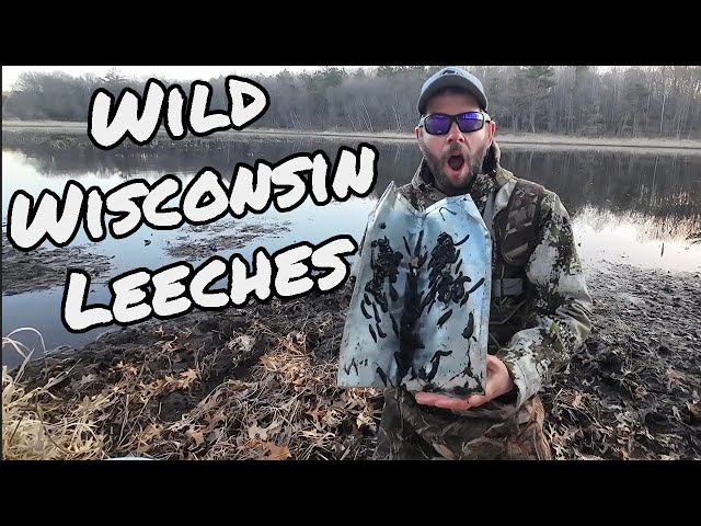 Trapping the BEST fishing Bait! LEECHES