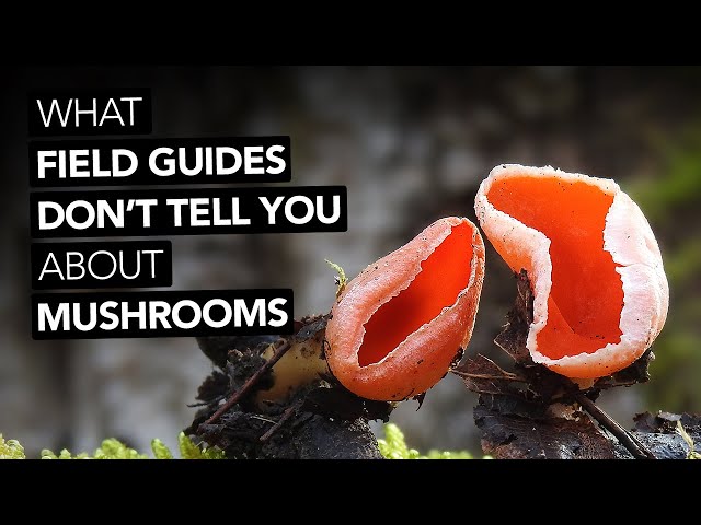 What Field Guides Don't Tell You About Mushrooms