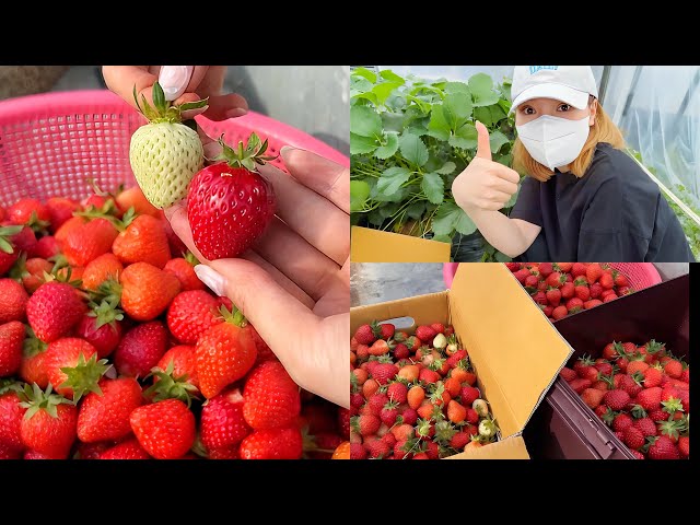 Về Hàn được gia đình anh Hoon dẫn đi “giải cứu” dâu tây tận vườn 🍓🇰🇷 | Kem Vlog