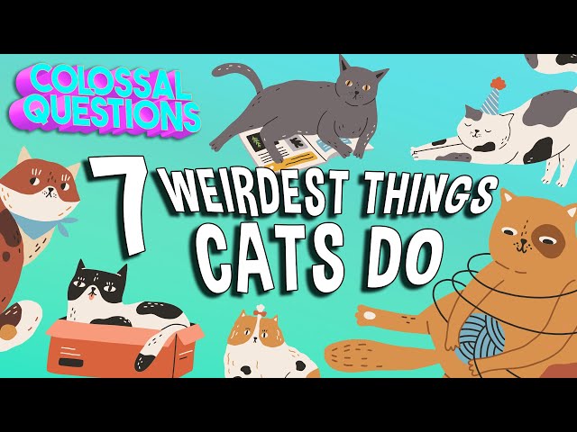 7 WEIRDEST Things Cats Do | COLOSSAL QUESTIONS