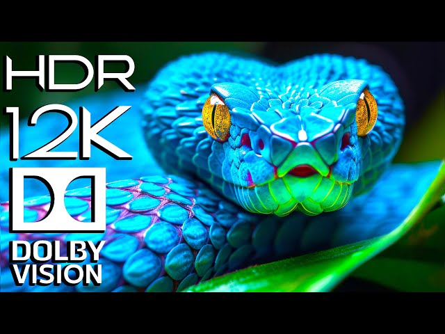 Real Future 12K HDR 120fps Dolby Vision