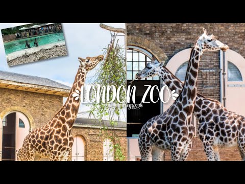 Visiting The London Zoo || MoriumVlogsInUK