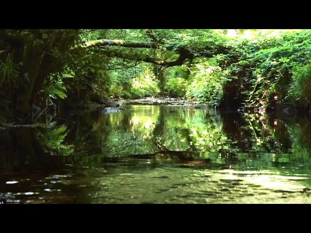 CALMING SOUNDS OF STREAM WITH SINGING BIRDS, RELAXING SOUNDS OF NATURE