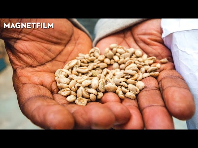 Shade Grown Coffee | Documentary about sustainable coffee grown in the shade