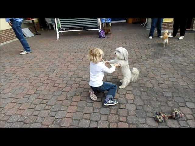 Havaneser ( Hund) spielt mit einem Mädchen