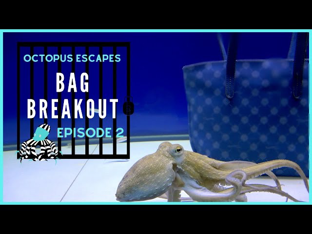 Octopus Escapes - Bag Breakout - Episode 2