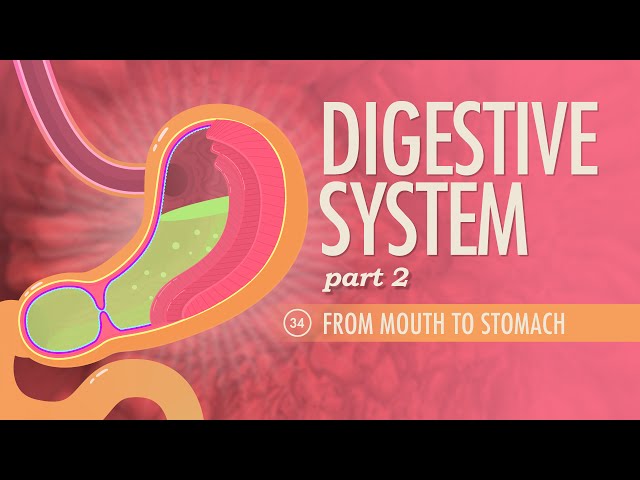 Digestive System, Part 2: Crash Course Anatomy & Physiology #34