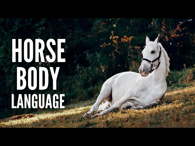 Horse Body Language: 20 Things to Look For