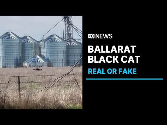 Black cat video prompts calls to contain feral felines | ABC News