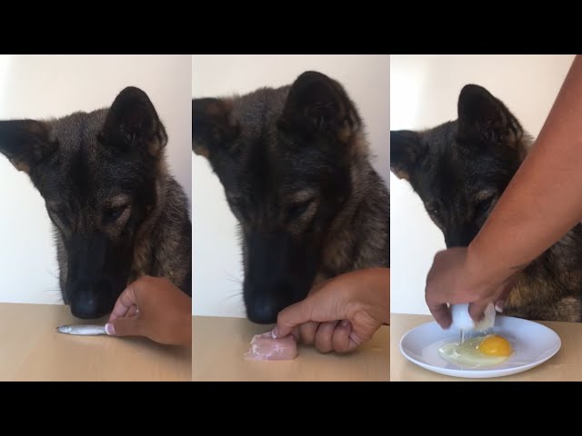 German Shepherd Taste Test (Part 1)
