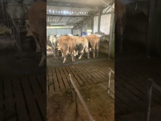 Cattle enjoying their food