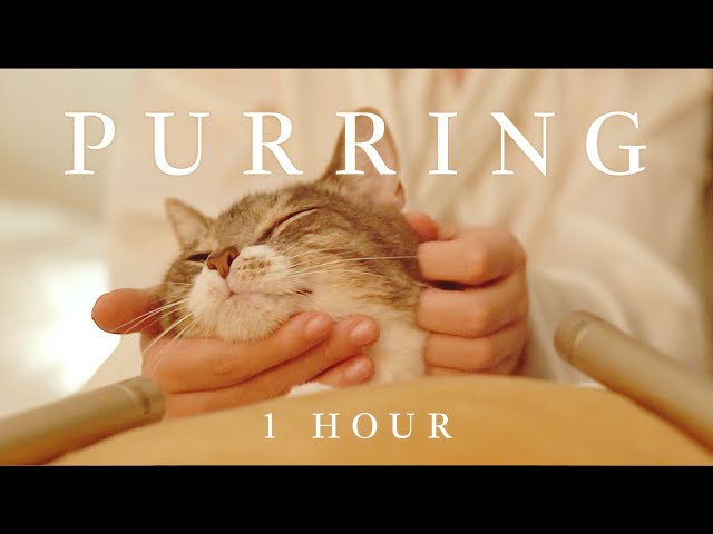 1 Hour | ASMR :  Healing Cat Massage and Happy Purring for Focus, Relaxation, and Deep Sleep