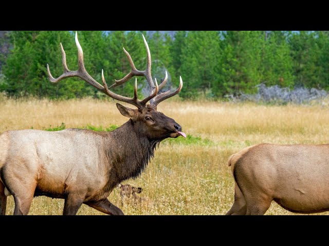 Bull Behaviors with His Harem During the Elk Rut