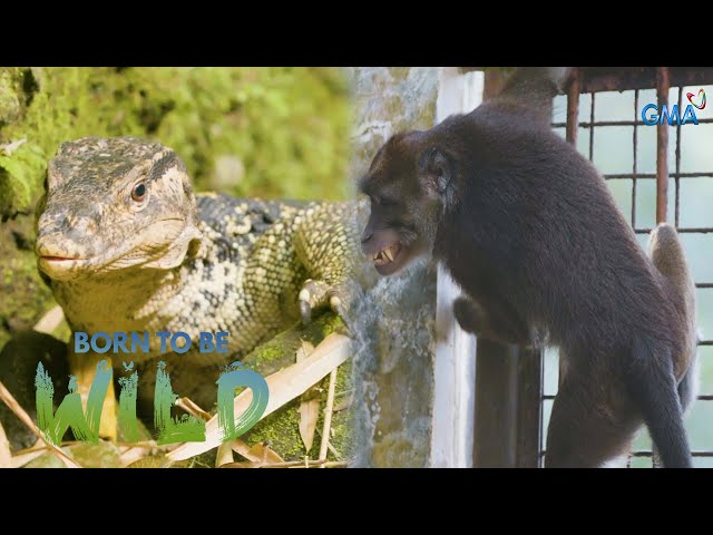 The lizard's tail and rescued animals April 14, 2024 (Full Episode) | Born to be Wild