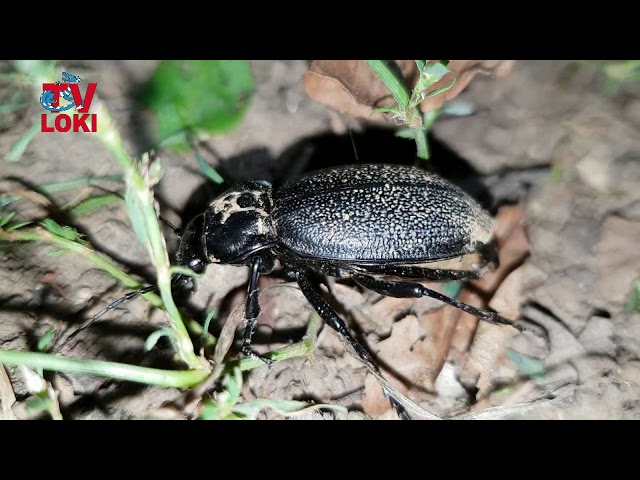 Black beetle 2