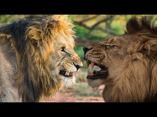 AFRICAN LION VS ASIATIC LION - What if They Would Fight?