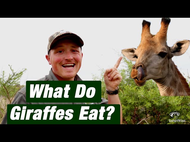 What Do Giraffes EAT in the wild? | Did You Know Thursday S2-E01