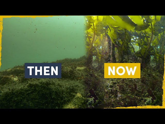 We are Reforesting the Ocean - here's how