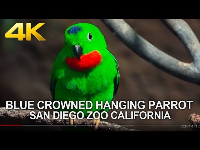 4K | SAN DIEGO ZOO - Beautiful Small Green Parrot Birds | Blue-crowned hanging parrot
