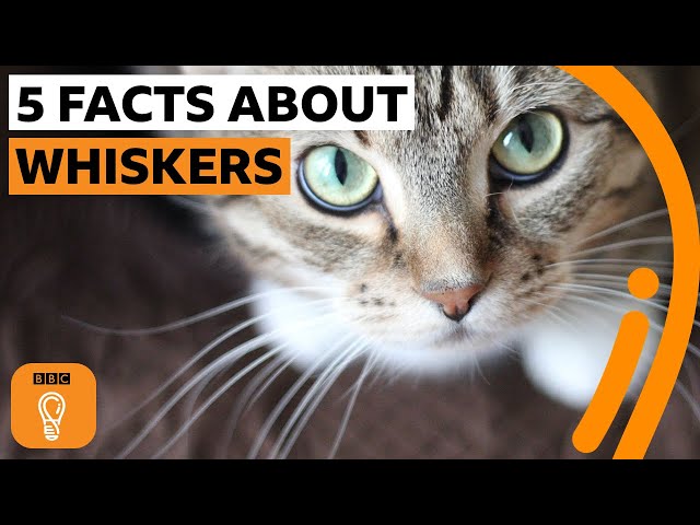 Five things you never knew about whiskers | The Royal Society