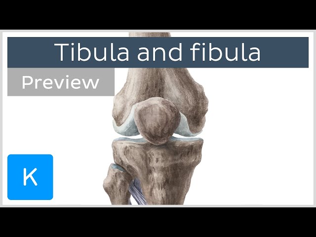 Tibia and fibula (preview) - Human Anatomy | Kenhub