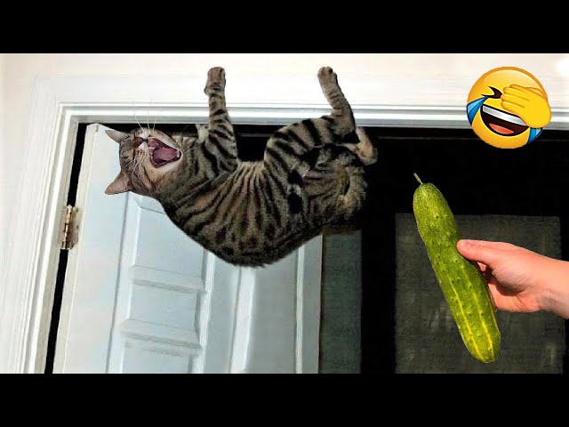 Funniest Animals 🤣 New Funny Cats and Dogs Videos 😸🐶 Part 1