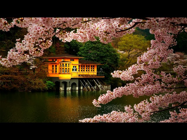 Zen Meditation Music | Japanese Flute Music | Relax, Meditation, Sleep, Ambience