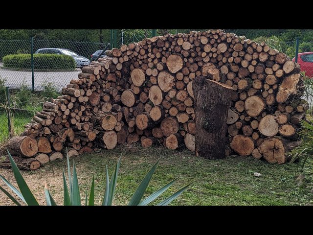 How to make a Privacy Fence out of stumps in my Garden