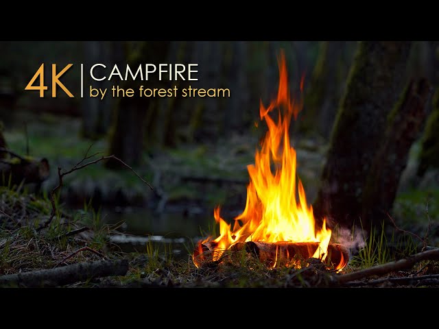 Forest Campfire by a Small Stream 🔥 Soothing Sounds of Nature