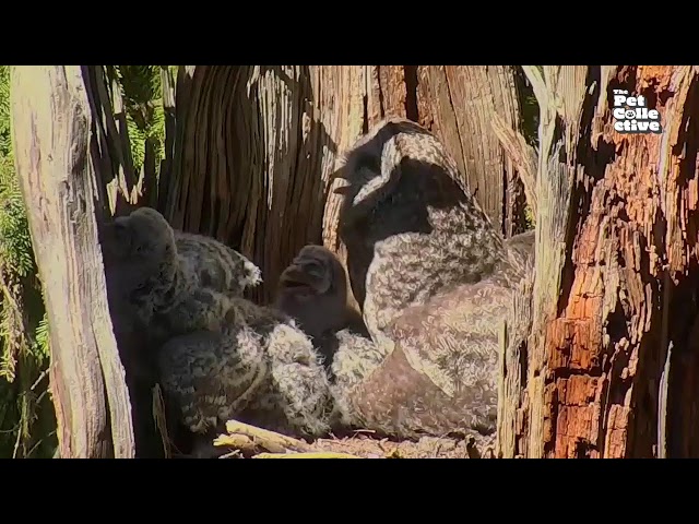Superb-Owl Nest Cam!