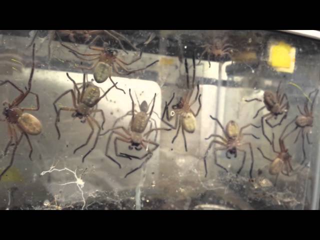 Giant Spiders' Communal and Cannibal Lifestyle