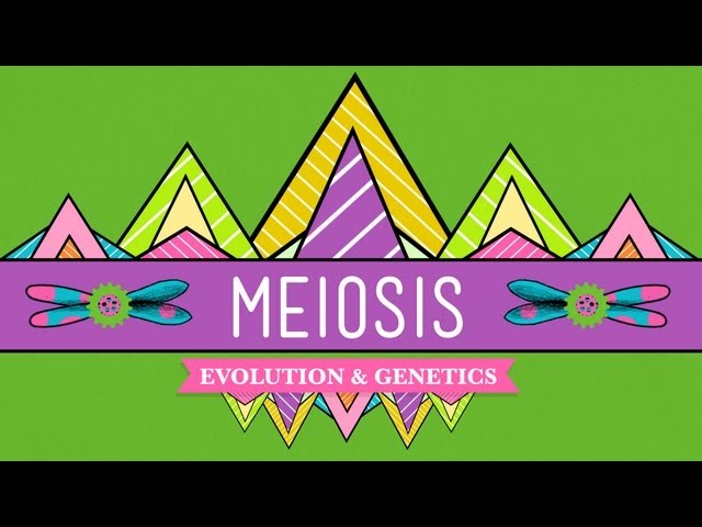 Meiosis: Where the Sex Starts - Crash Course Biology #13