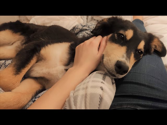 How I adopted my rescue dog from Italy | Furry Rescue Italy Adoption